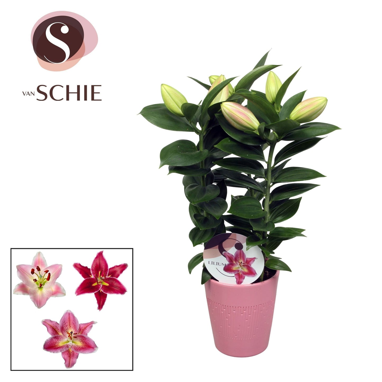 Lilium oriental mix 55cm 13cm Pot