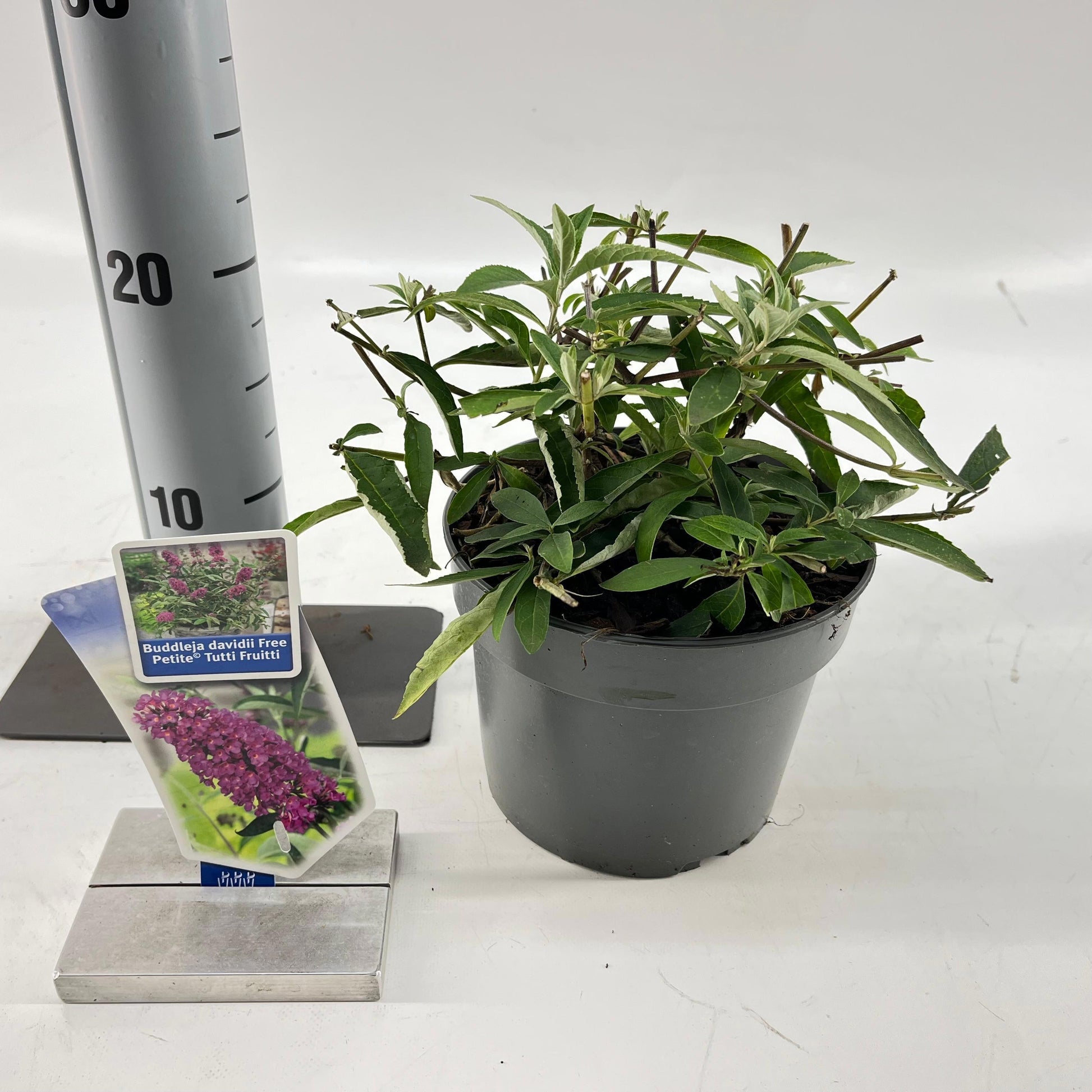 Buddleja Free Petite Tutti Frutti 20cm 17cm Pot