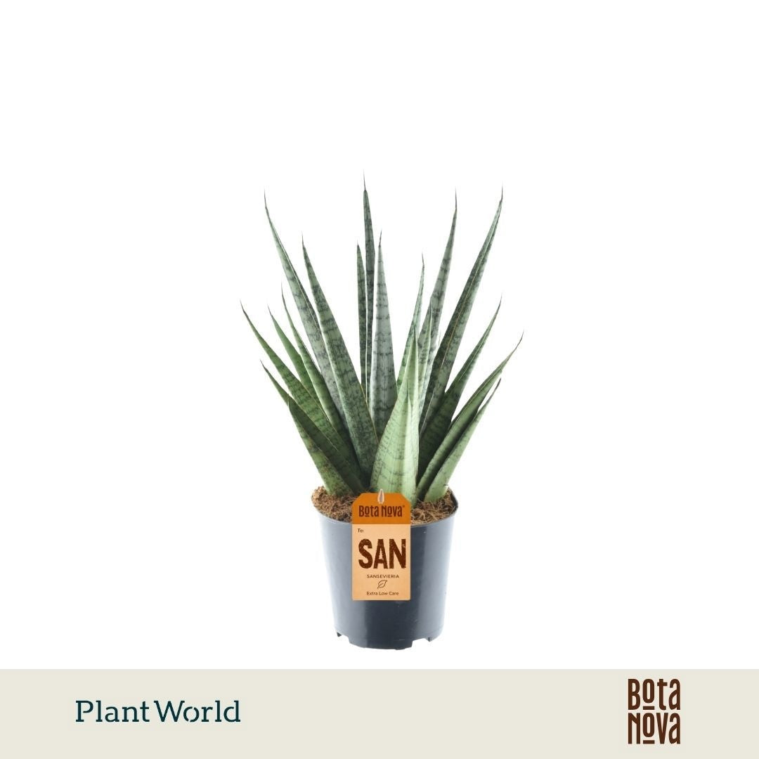 Sansevieria cylindrica 35cm 12cm Pot