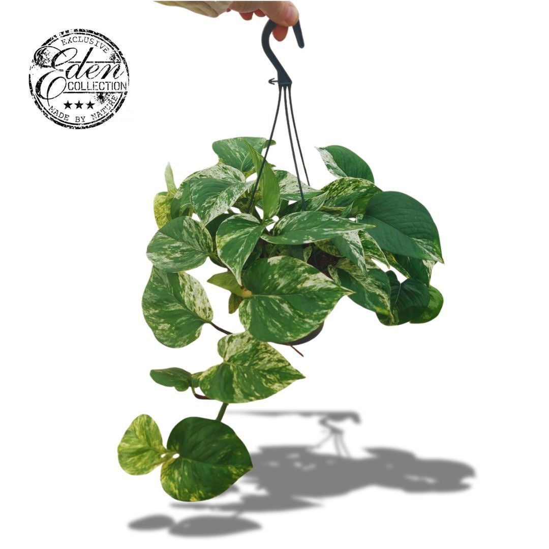 Epipremnum pinnatum Marble Queen 25cm 17cm Pot