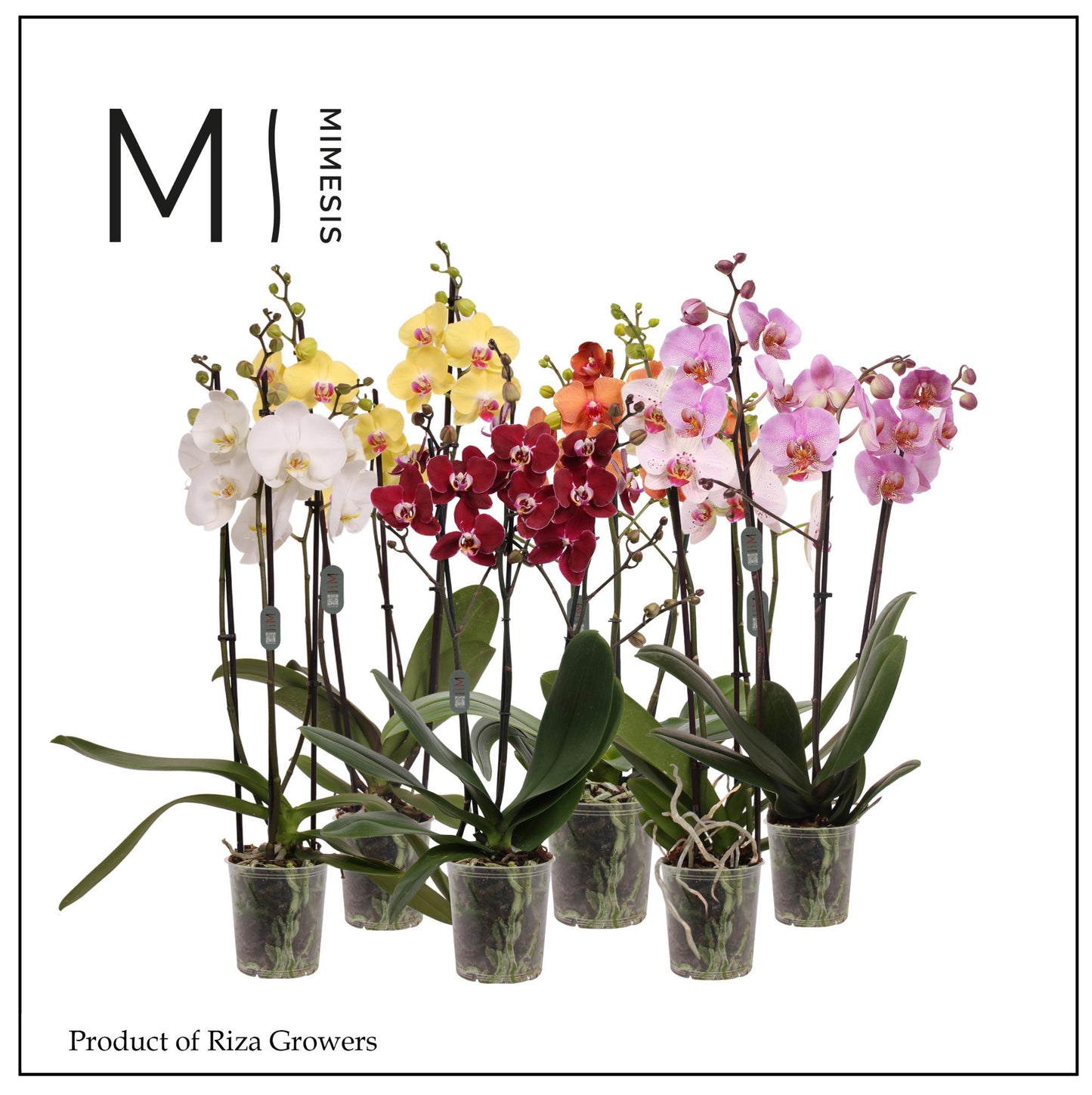 Phalaenopsis mix Mimesis 70cm 12cm Pot