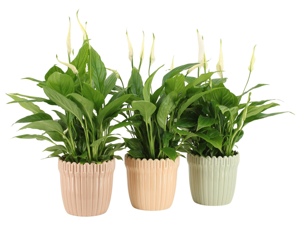 Spathiphyllum Torelli 45cm 12cm Pot