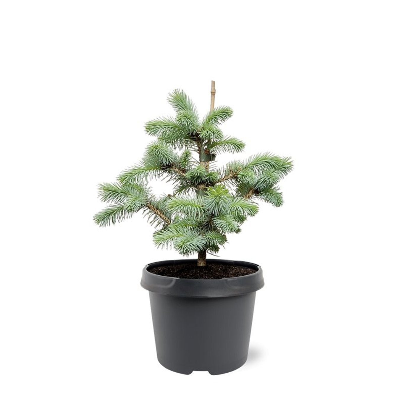 Bremmer Boomkwekerijen Picea pungens Pack of 1