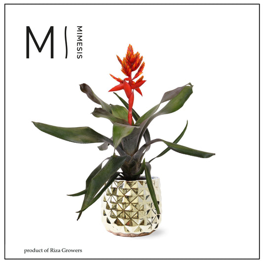 Aechmea Pepita Elegant Flames 45cm 12cm Pot