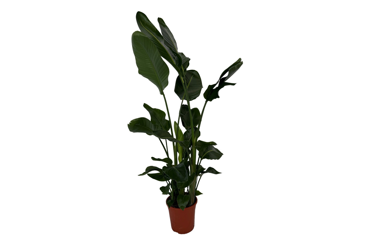 Strelitzia nicolai 130cm 24cm Pot
