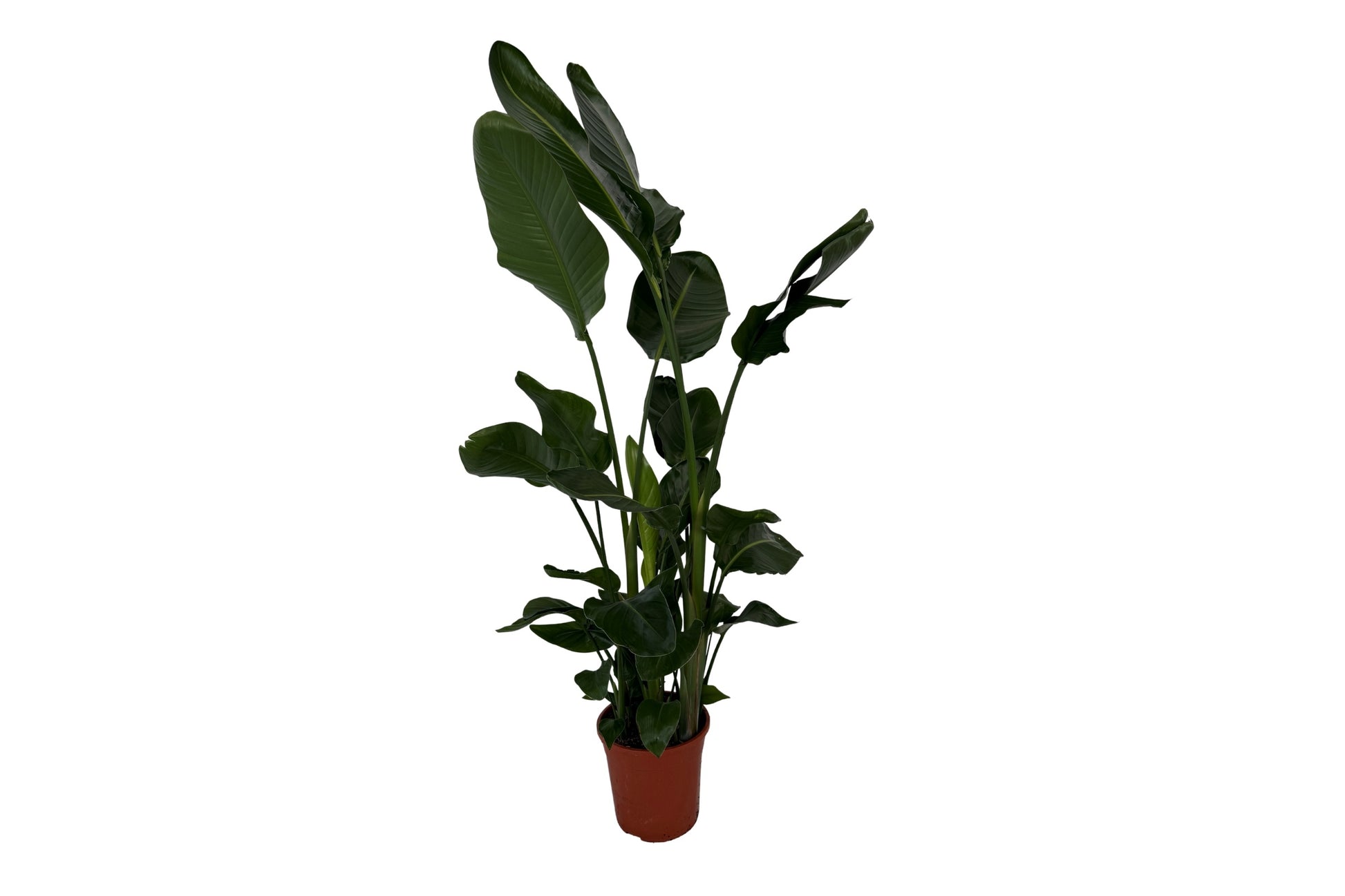 Strelitzia nicolai 130cm 24cm Pot