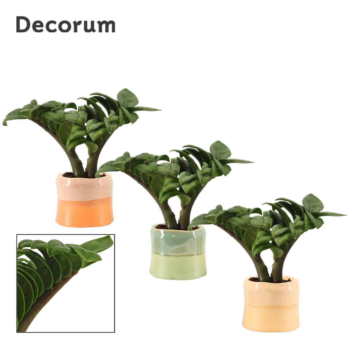 Zamioculcas Zenzi 16cm 6cm Pot