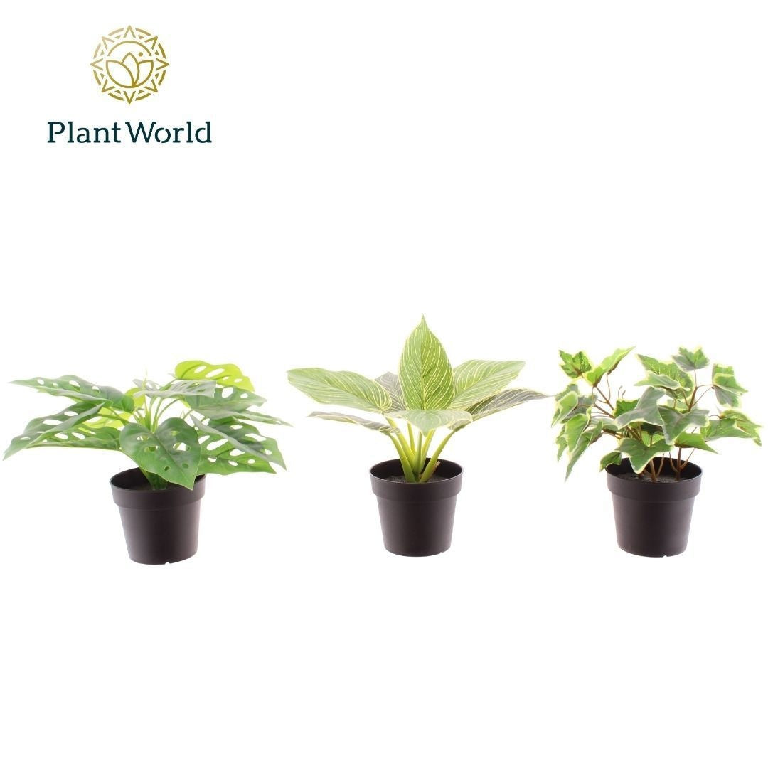 Plantworld Jogrow Artificial mix 9cm Pack of 12