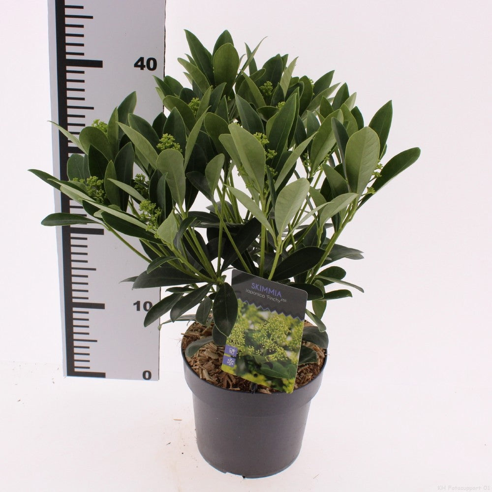 Snepvangers Tuinplanten Skimmia japonica Finchy Pack of 6