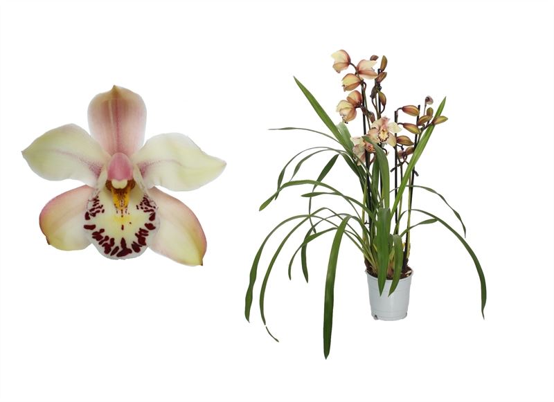 Cymbidium 60cm 12cm Pot
