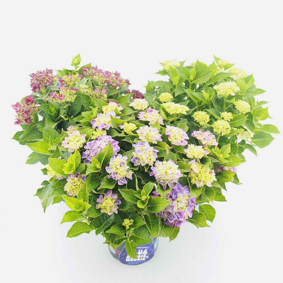 Hydrangea Music Collection mix 45cm 23cm Pot