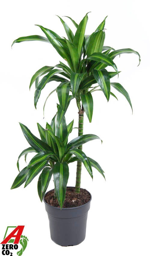 Dracaena fragrans Hawaiian Sunshine 90cm 19cm Pot