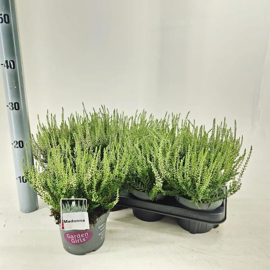 Calluna Garden Girls Madonna 25cm 13cm Pot