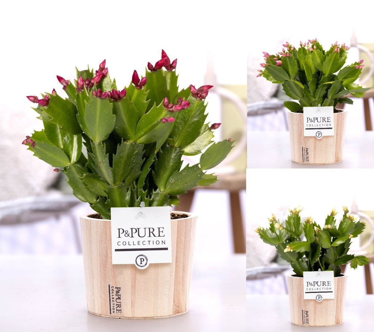 Pure Collection Schlumbergera mix Pack of 6