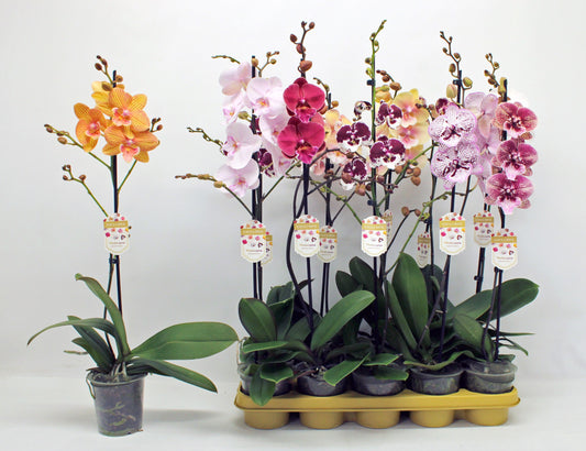 Phalaenopsis mix 10 colors 65cm 12cm Pot