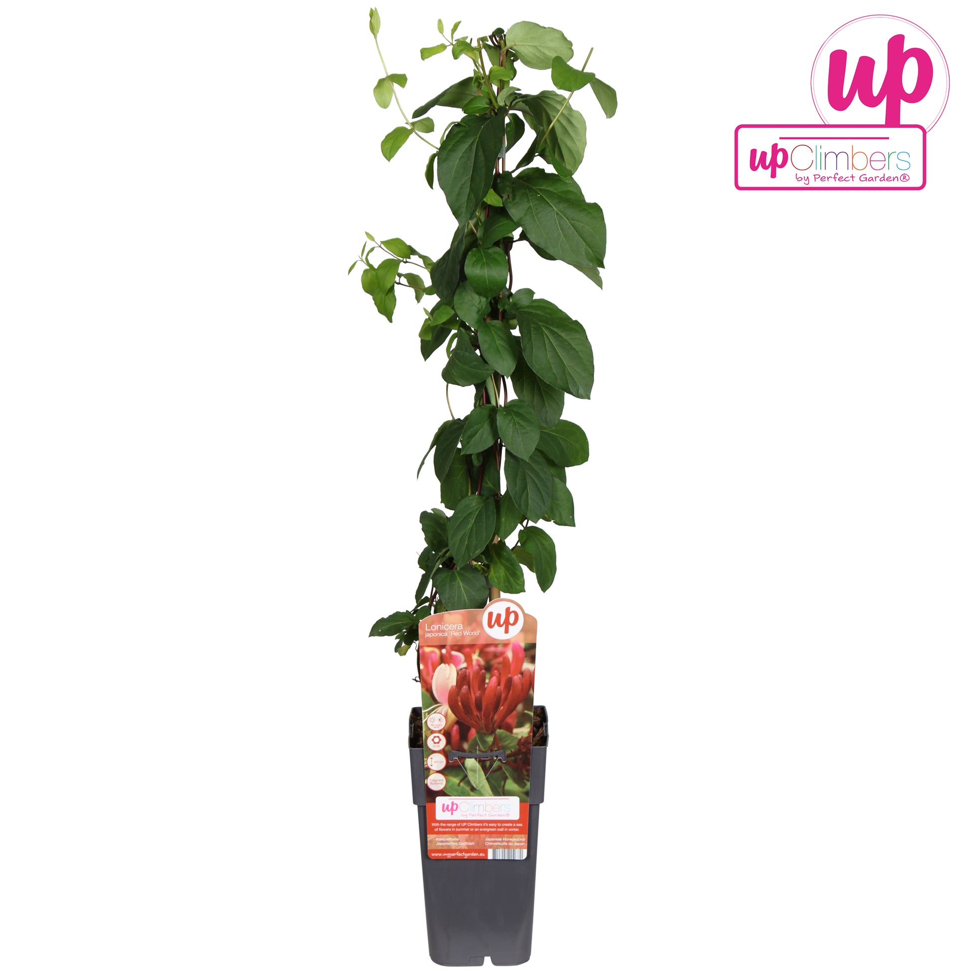 Lonicera per. Belgica 65cm 15cm Pot