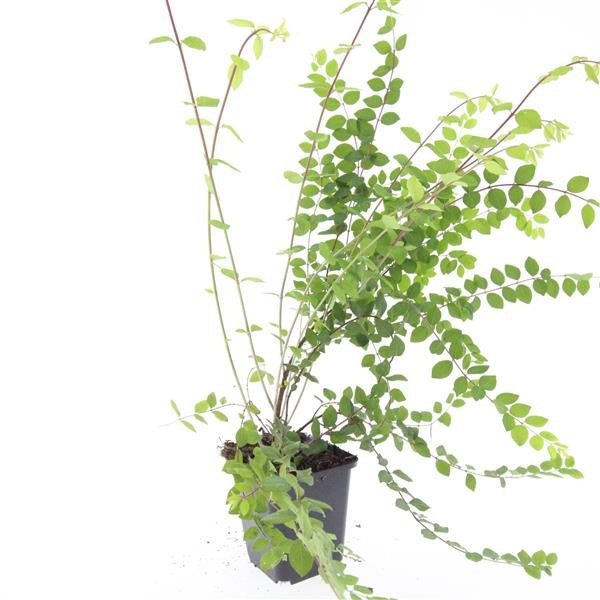 Boer, W.T.M. de Symphoricarpos che. Hancock Pack of 12