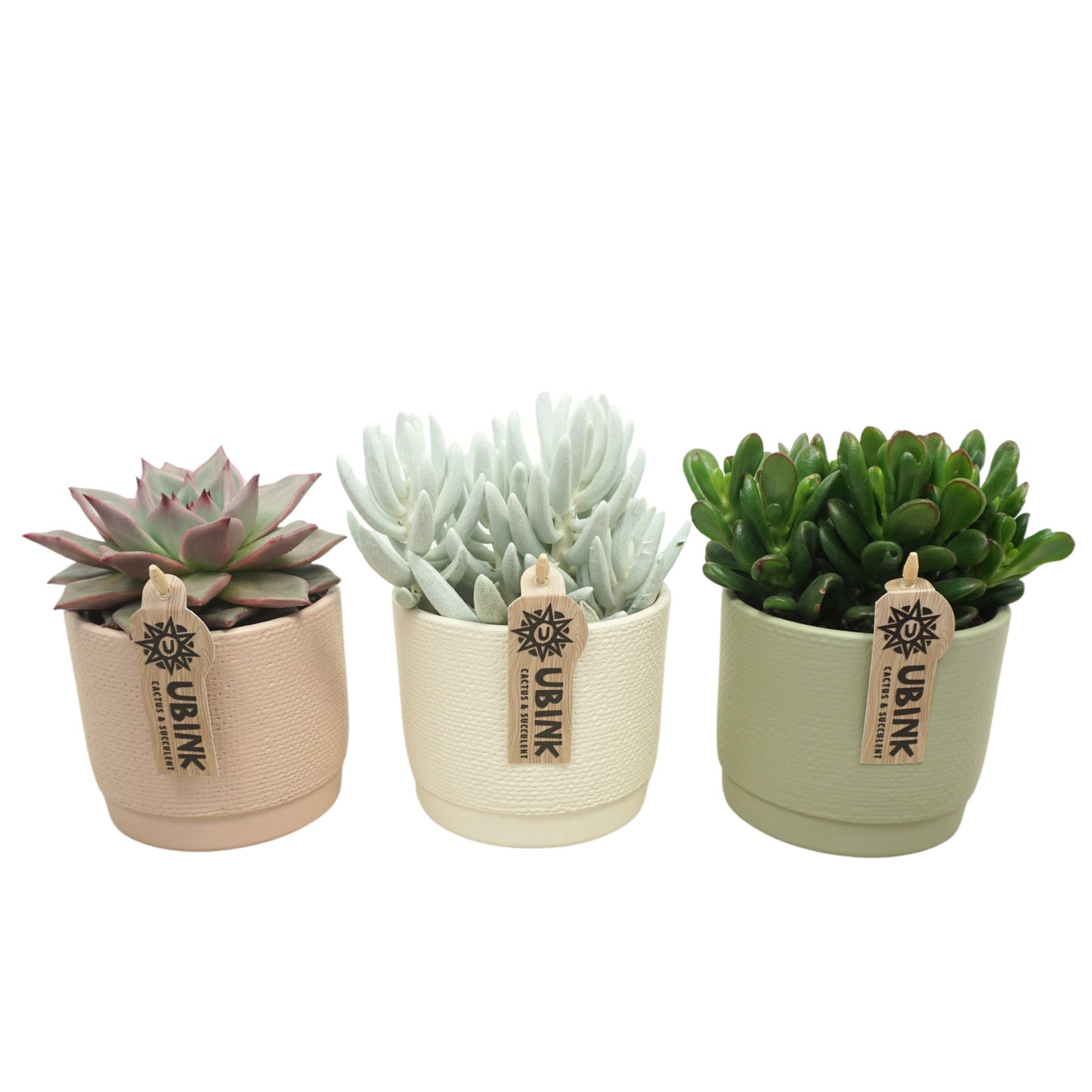 Succulenten mix (+ drp.ceramic) 15cm 10.5cm Pot