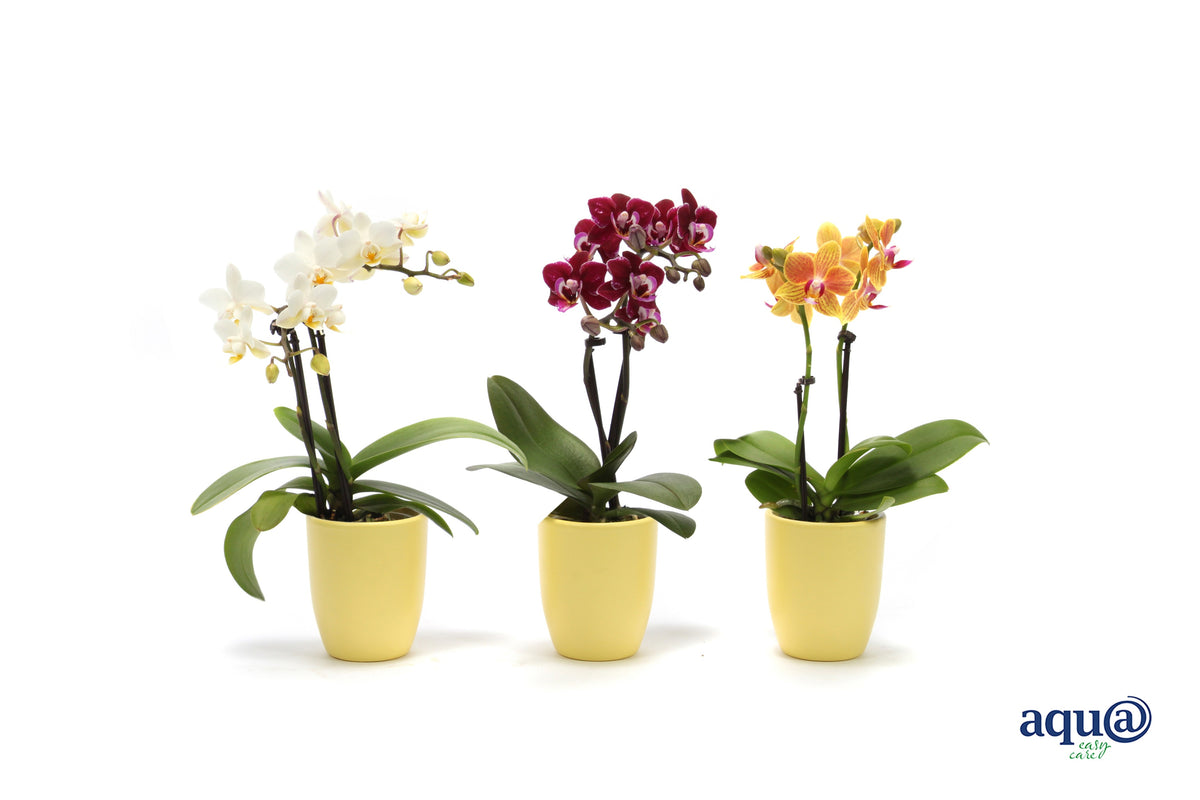 Phalaenopsis hybrid 17cm 6cm Pot
