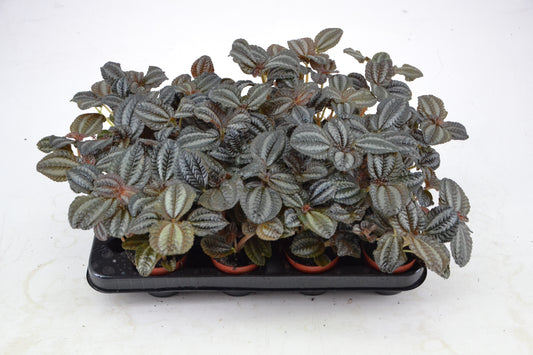 Pilea Norfolk 12cm 7cm Pot