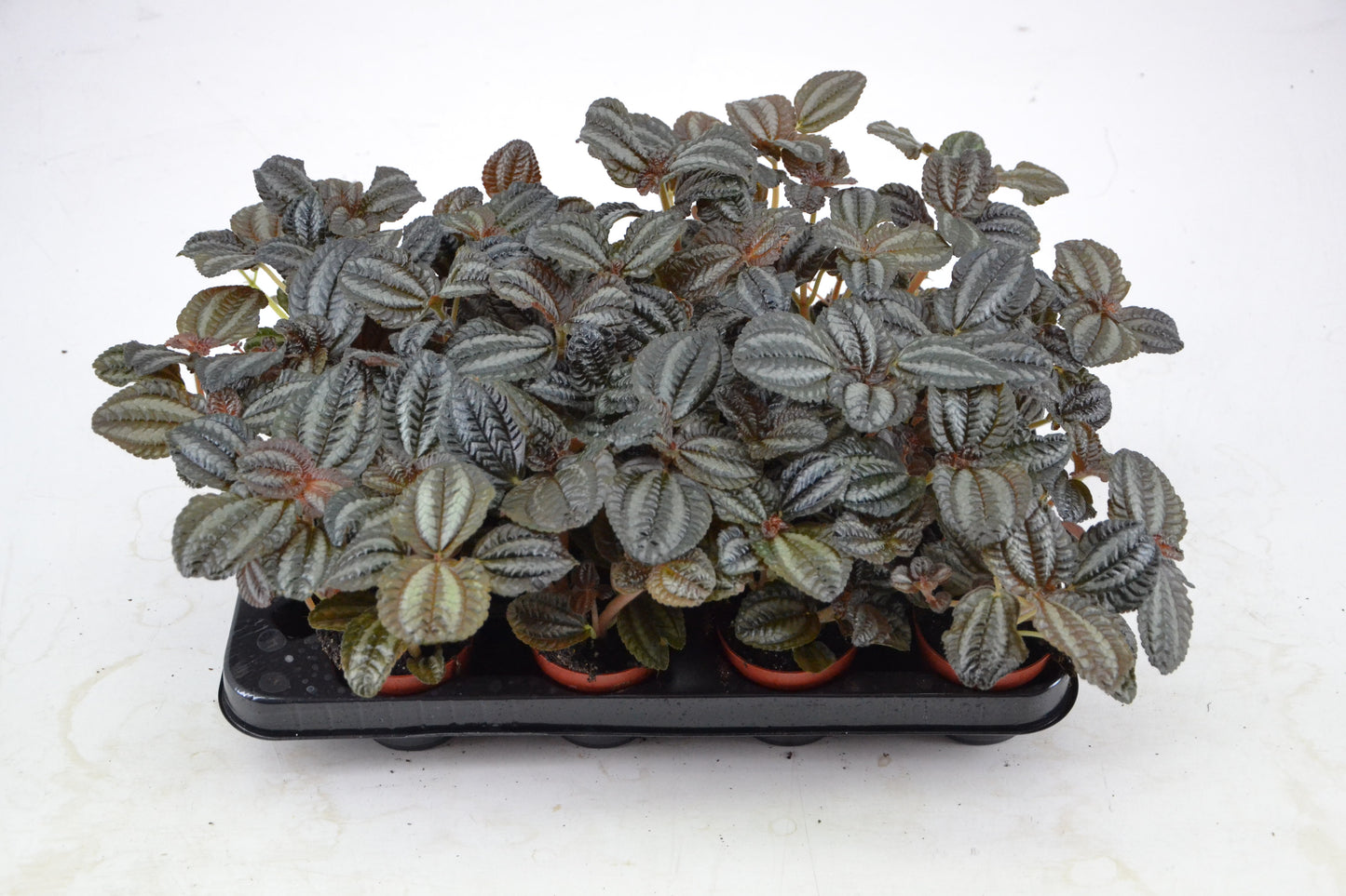 Schoenmakers Verkoop BV Pilea Norfolk Pack of 16