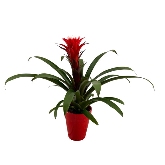 Guzmania Hope 40cm 13cm Pot