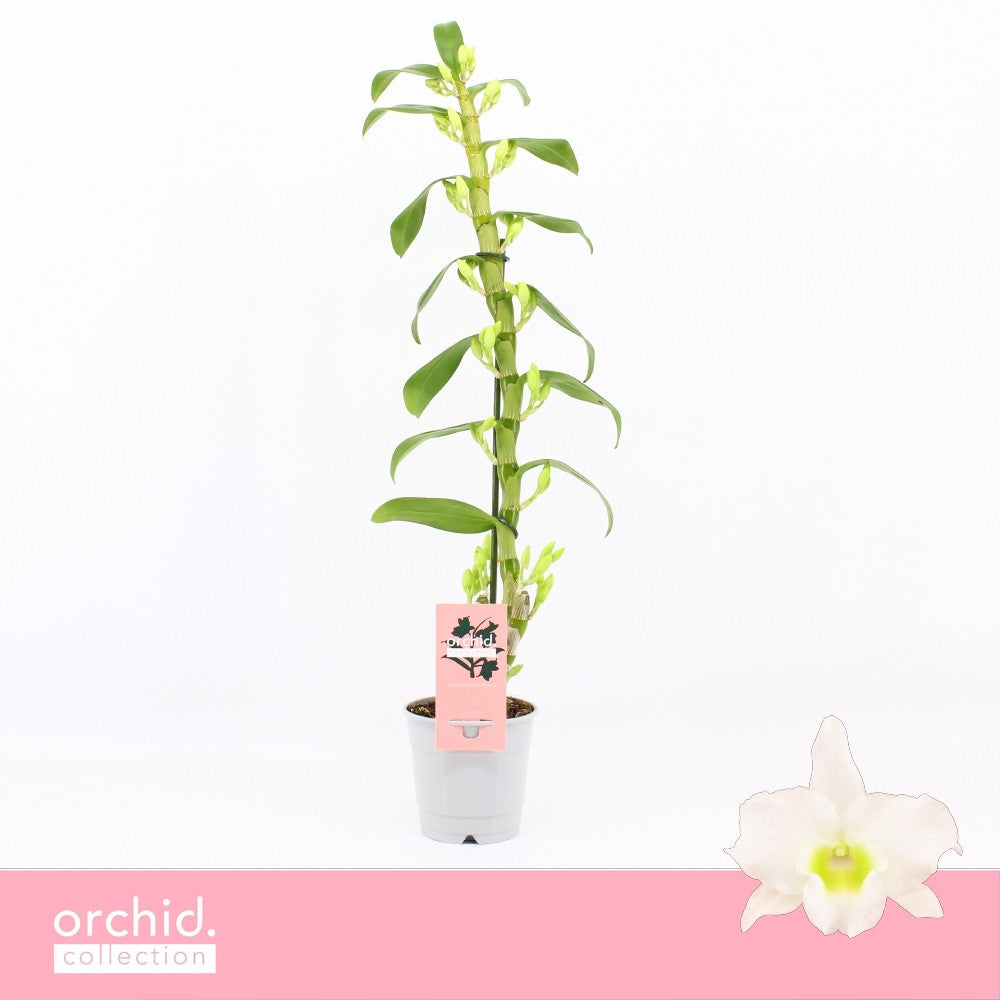 Bos Flowers & Orchids Dendrobium Apollon Pack of 10