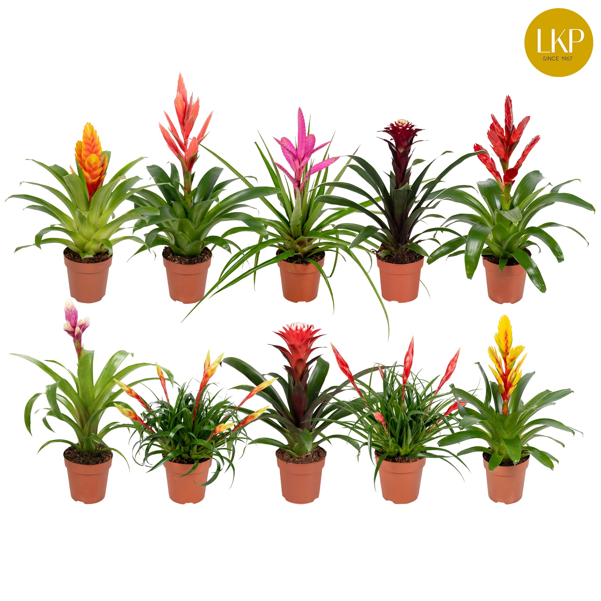 LKP plants Bromelia mix Pack of 3