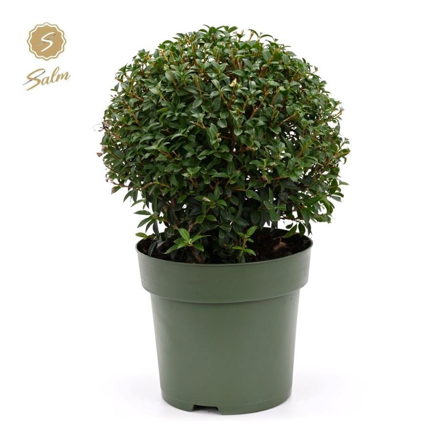 Osmanthus burkwoodii 60cm 27cm Pot