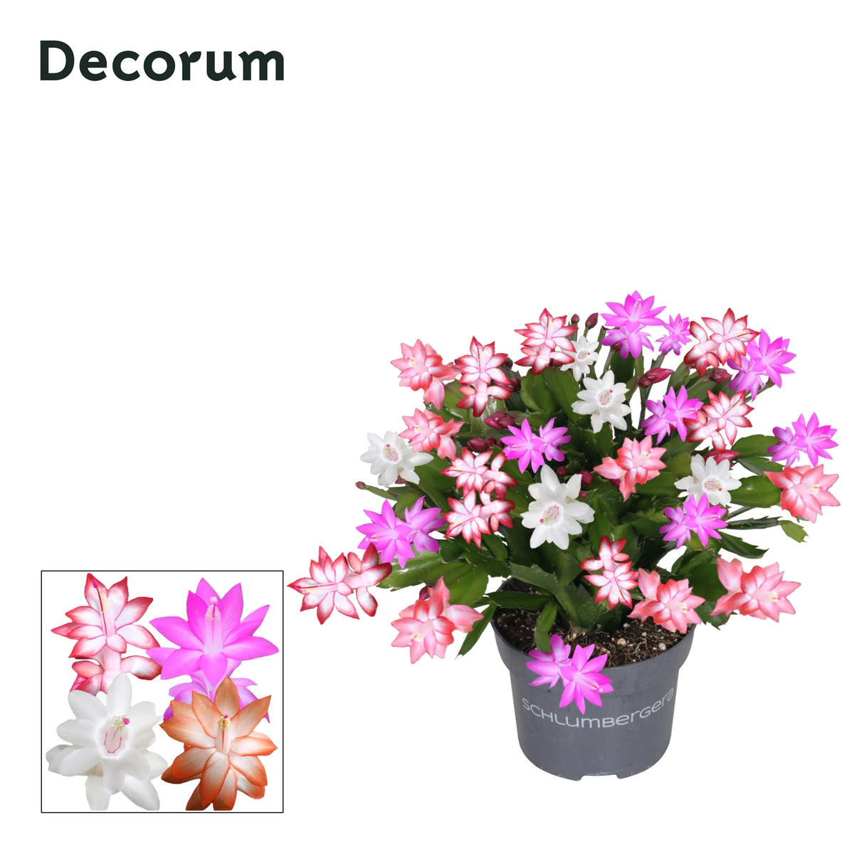 Schlumbergera quattrolore 27cm 13cm Pot