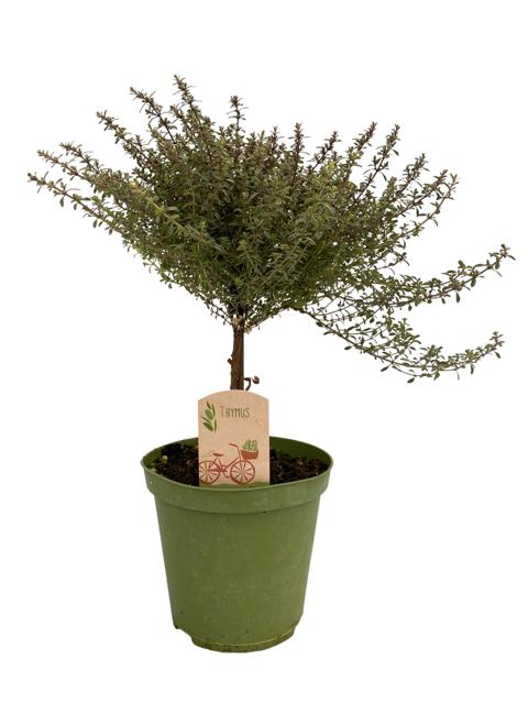 Thymus cit. Silver Queen 40cm 14cm Pot