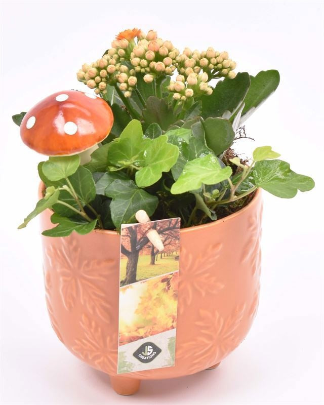 Indoor arrangement 12cm Pot