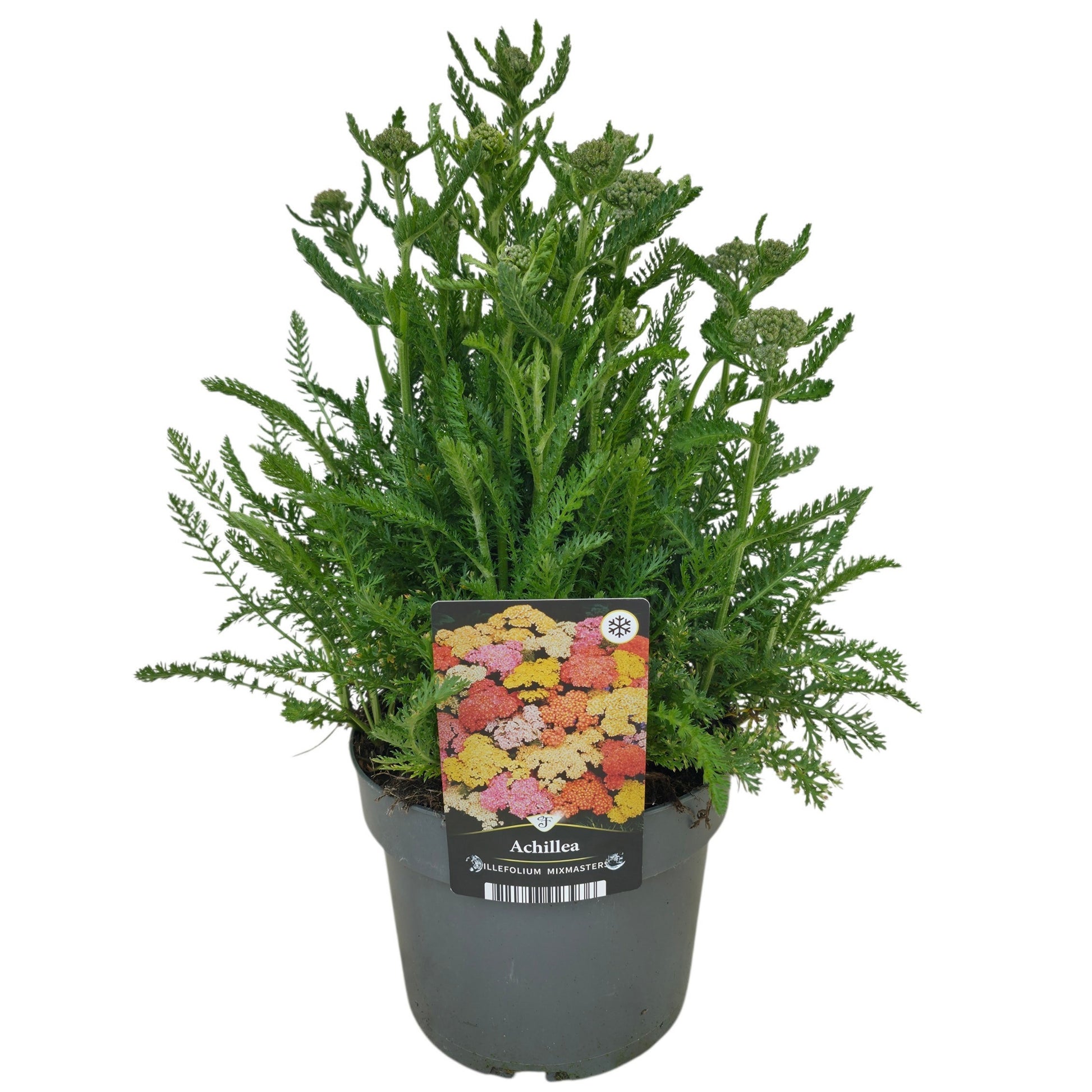 Achillea millefolium 55cm 17cm Pot