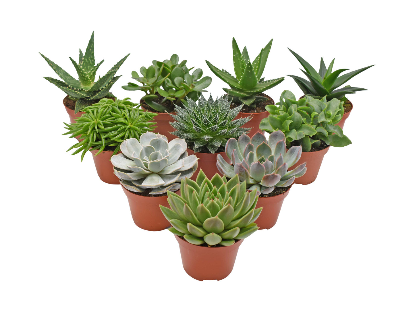 Succulent mix 12cm 10.5cm Pot