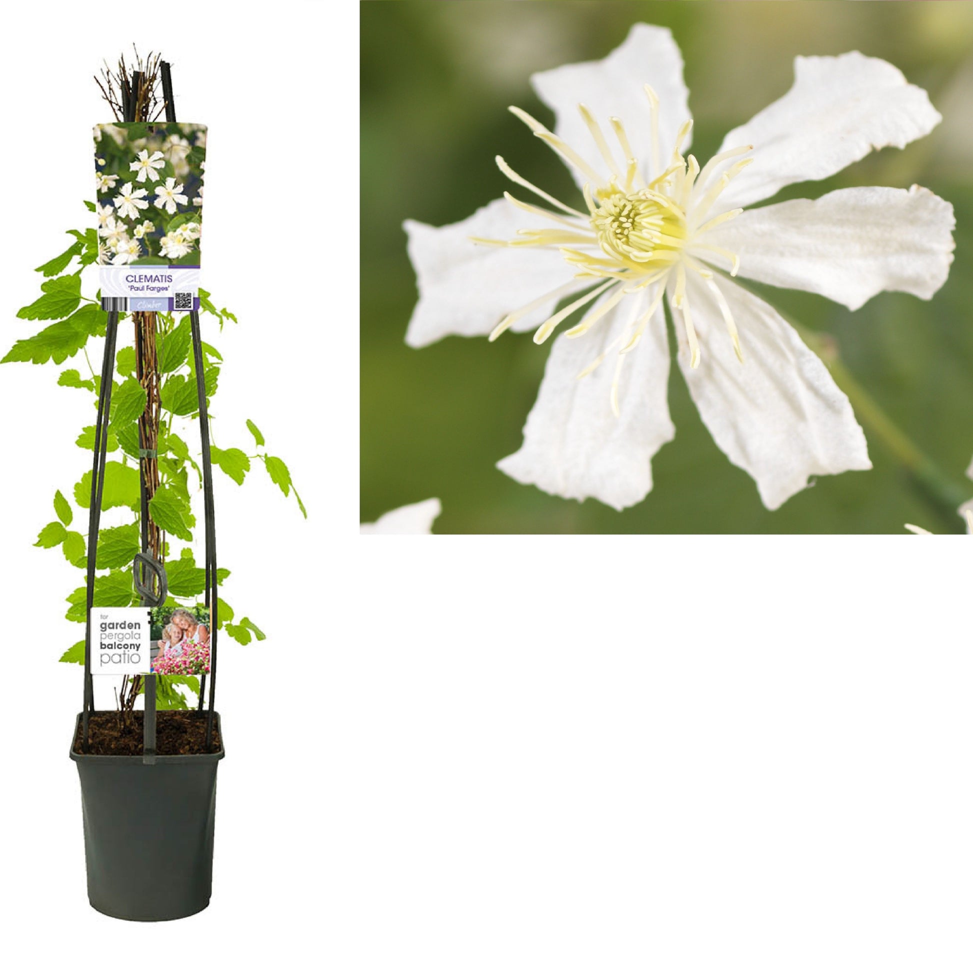 Clematis Paul Farges 115cm 23cm Pot