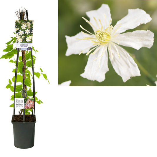 Clematis Paul Farges 115cm 23cm Pot