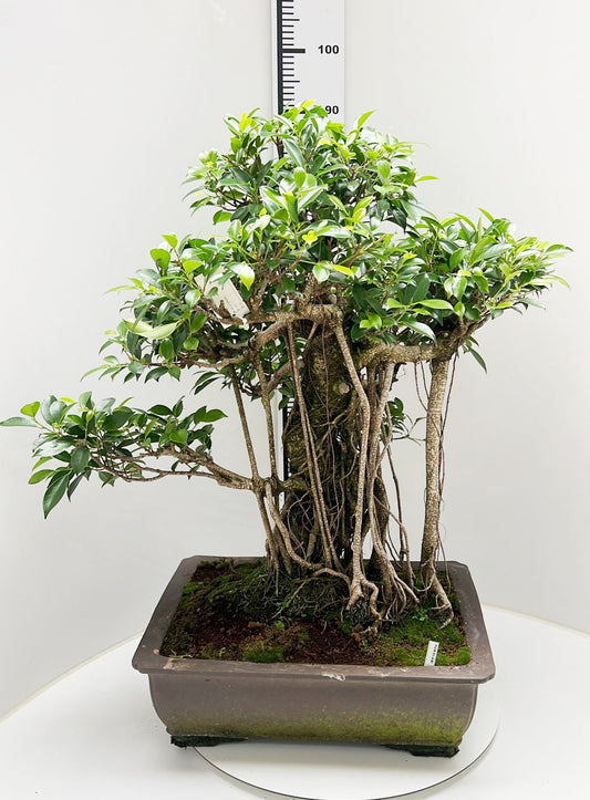 Bonsai Mix 75cm 50cm Pot