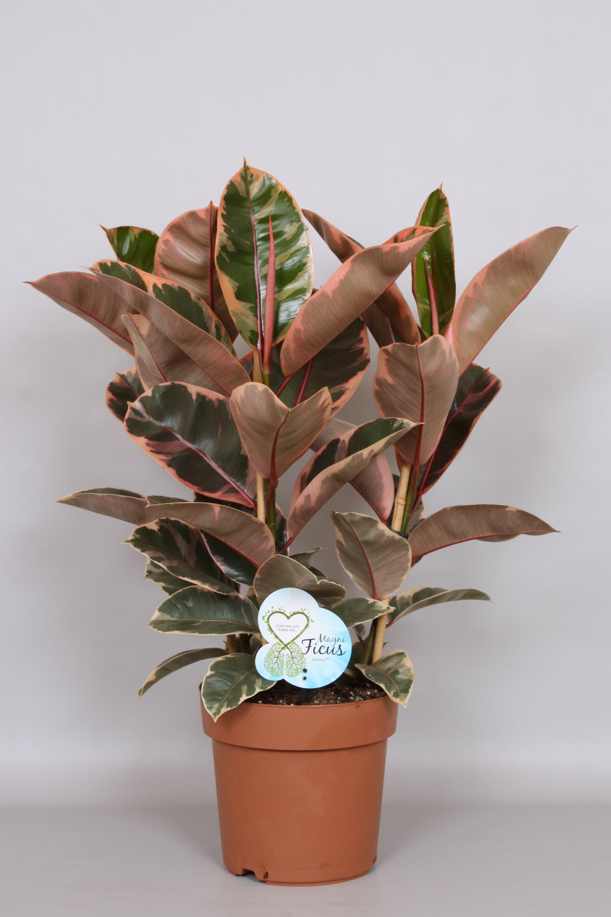 Ficus Belize 75cm 24cm Pot