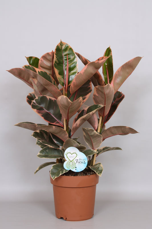 Ficus Belize 75cm 24cm Pot