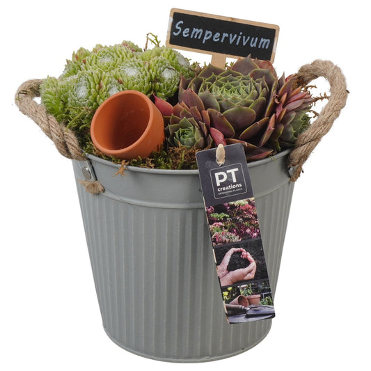 arr. Sempervivum 23cm 16cm Pot