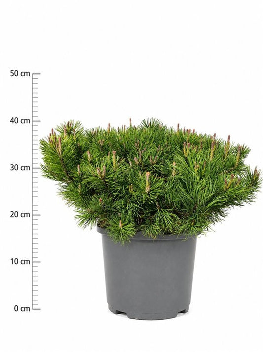 Pinus mugo pumilio 50cm 32cm Pot