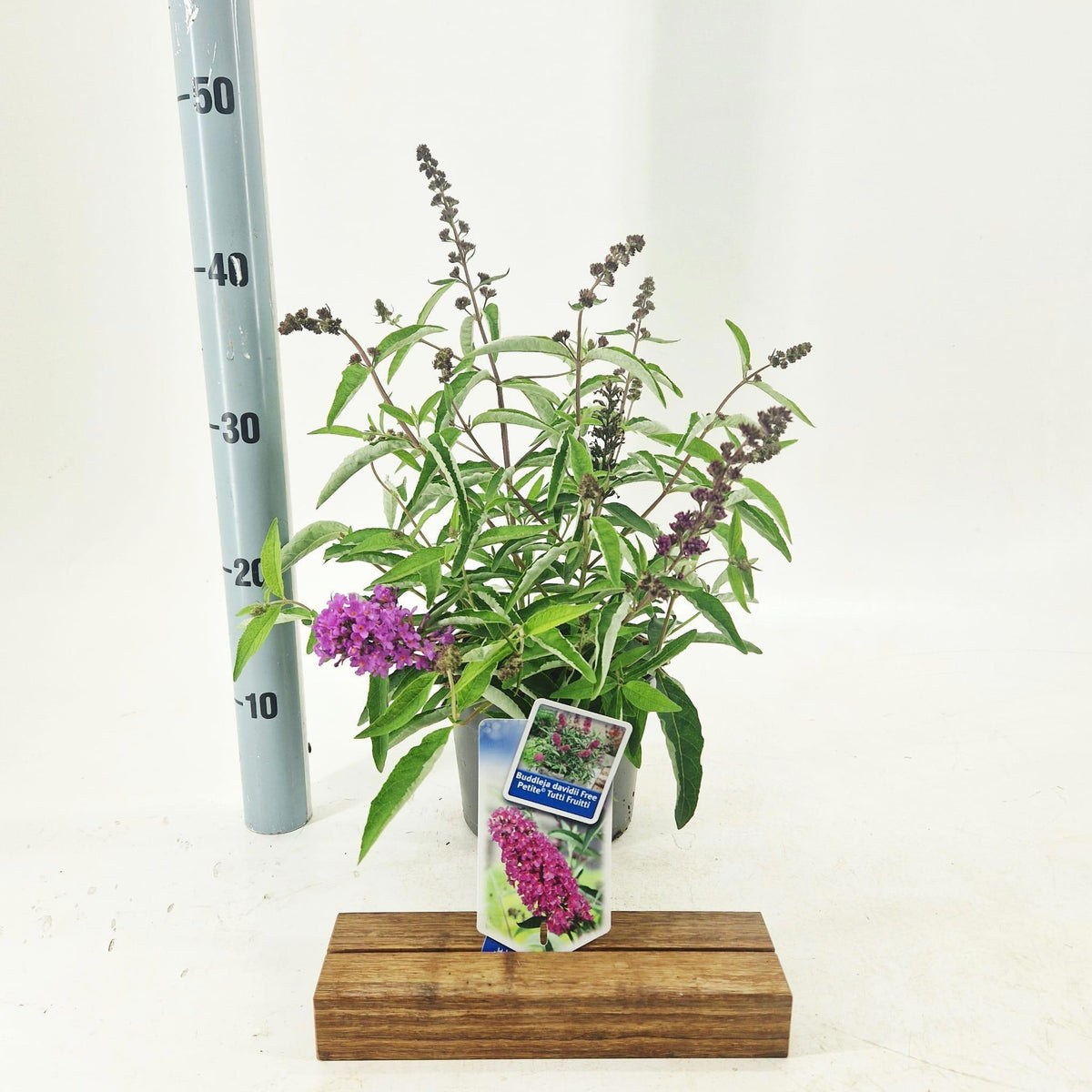 Buddleja davidii mix 20cm 17cm Pot