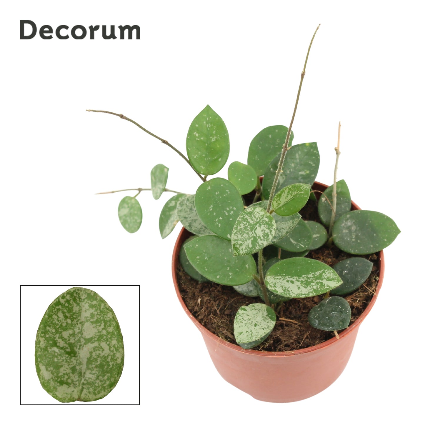 Hoya Mathilde 15cm 12cm Pot