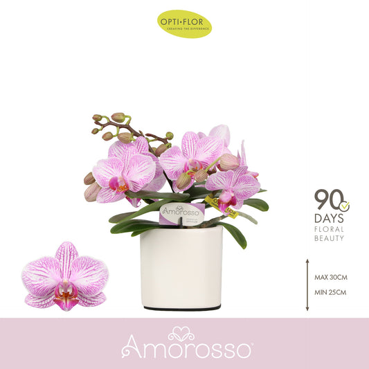 Phalaenopsis Blanco 25cm 7cm Pot