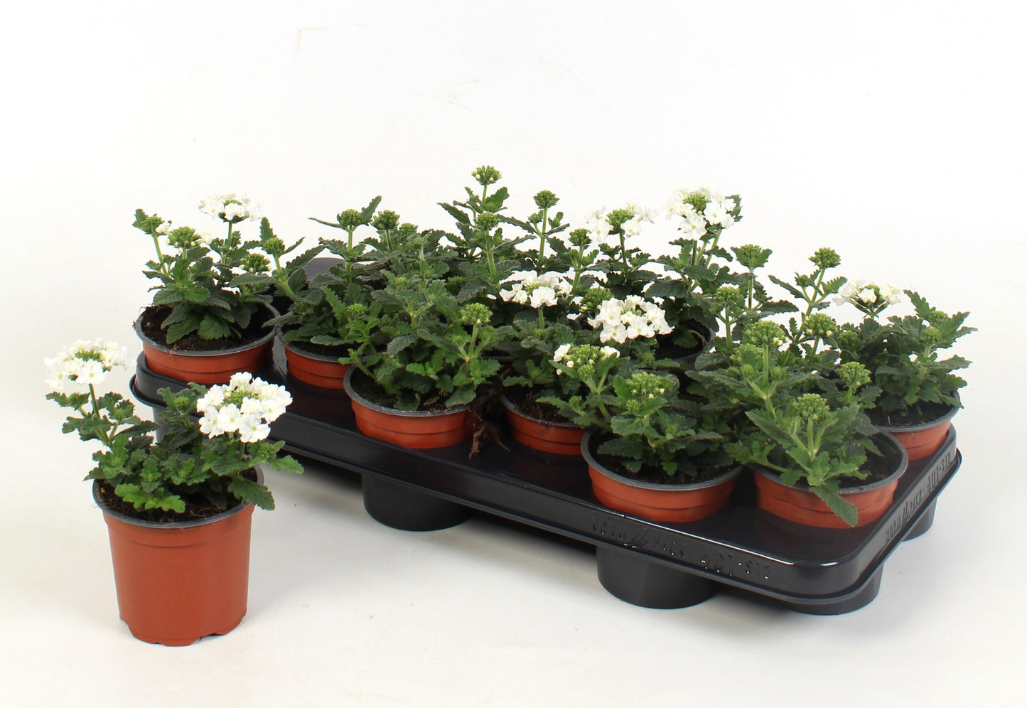 Verbena Venturi White 15cm 510cm Pot