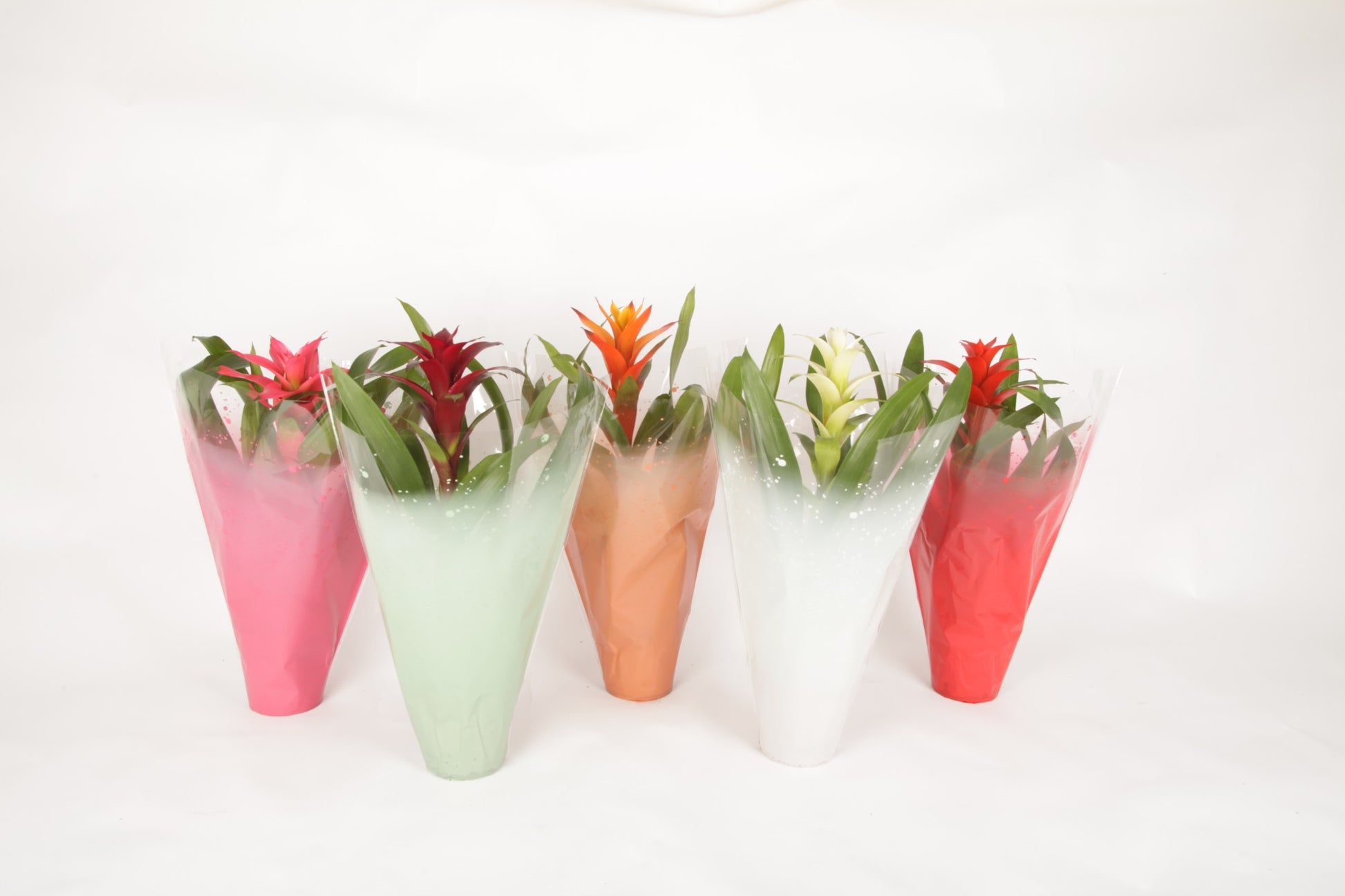 Guzmania mix 40cm 12cm Pot