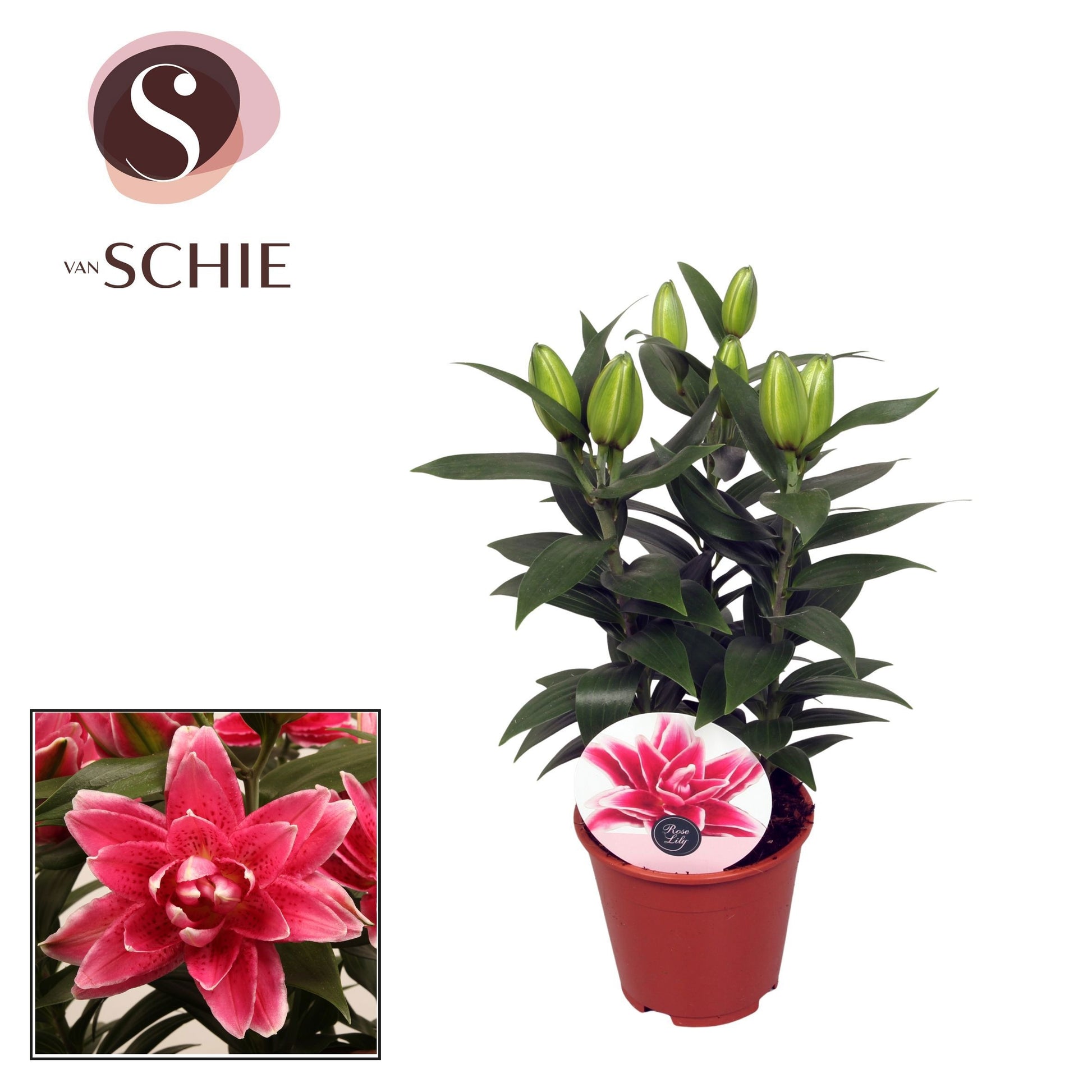 Lilium Roselily Kyra 45cm 13cm Pot
