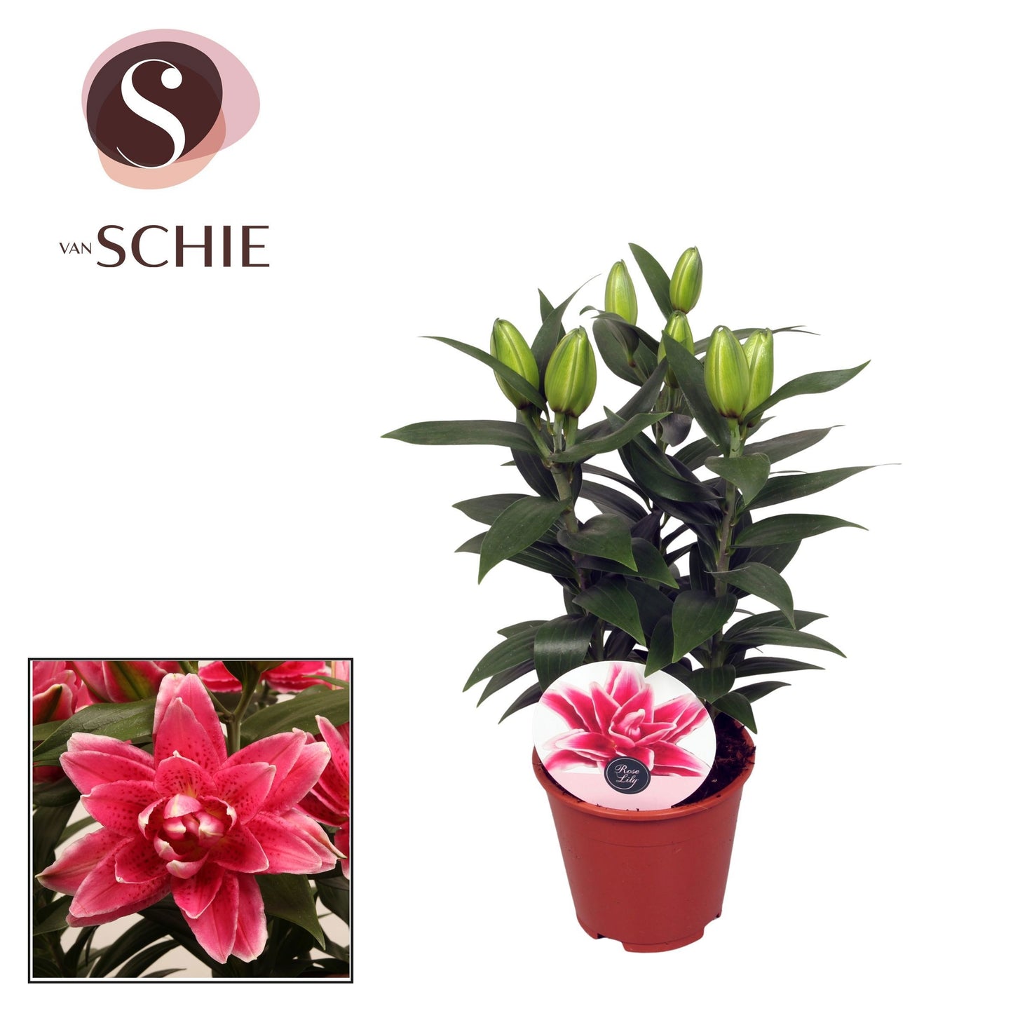 Lilium Roselily Kyra 40cm 13cm Pot