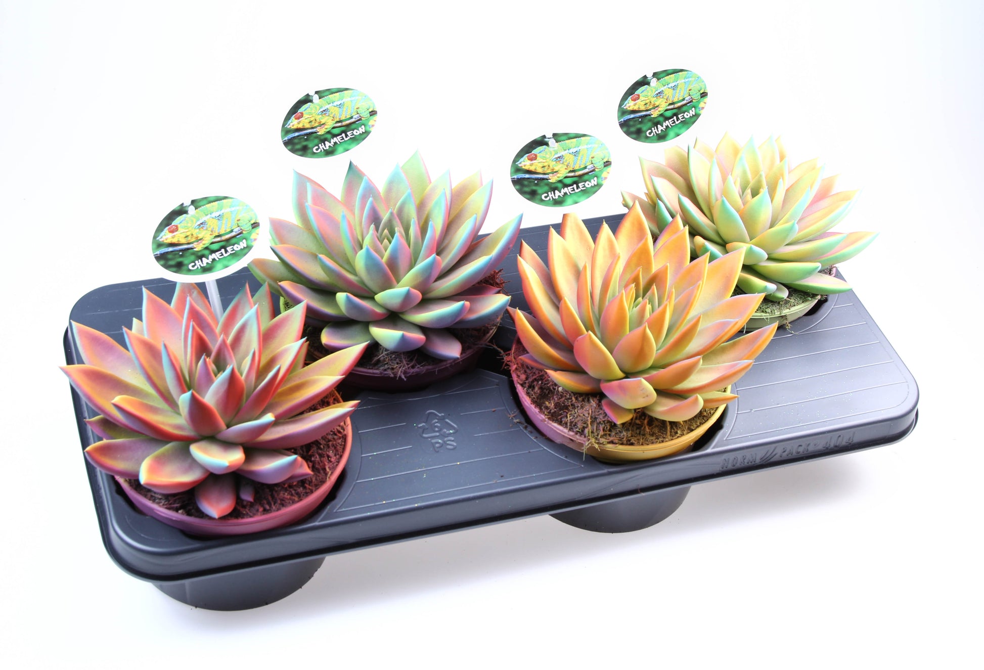 Echeveria chameleon special 18cm 15cm Pot