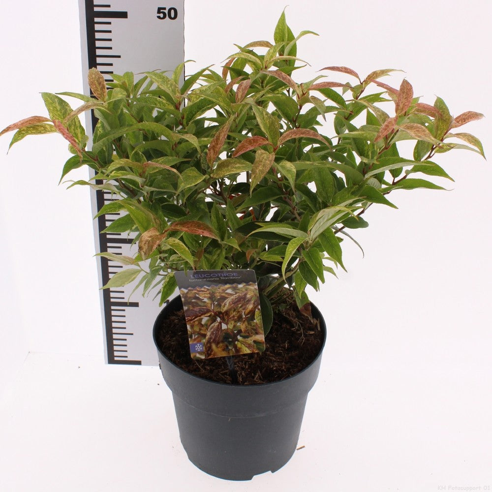 Snepvangers Tuinplanten Leucothoe walteri Rainbow Pack of 1